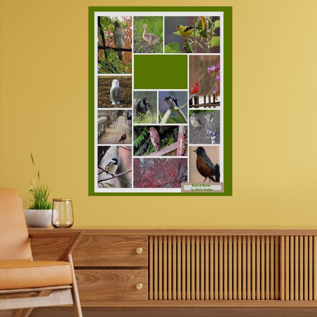 Poster Aves de Boston (Sala de Estar 2)