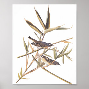 Poster Aves de caçador de Vireo Solitário de Audubon na