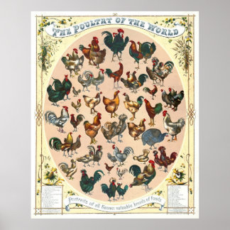 Poster Aves de capoeira 1868