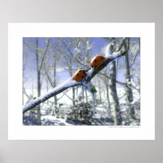 Póster Aves de capoeira de Natal