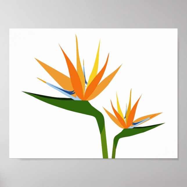 POSTER AVES DE FLORES PARADISAS (Frente)