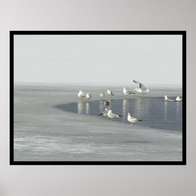 Póster Aves de inverno (Frente)