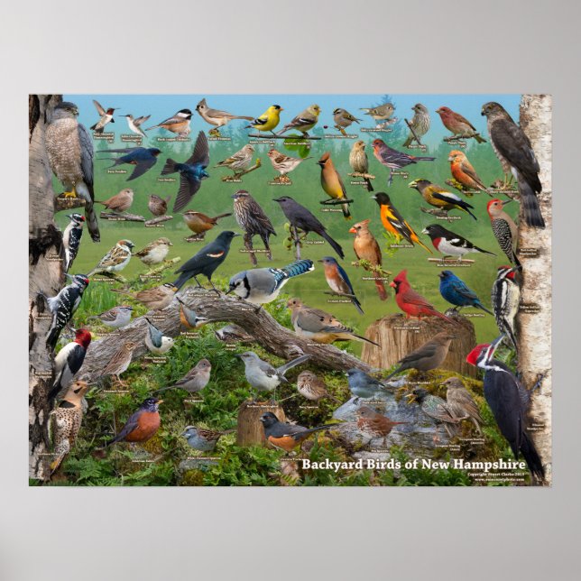 Poster Aves de Nova Hampshire (Frente)