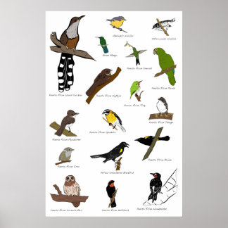 Poster Aves de Porto Rico