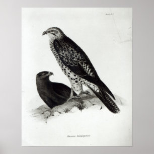 Poster Aves de presa