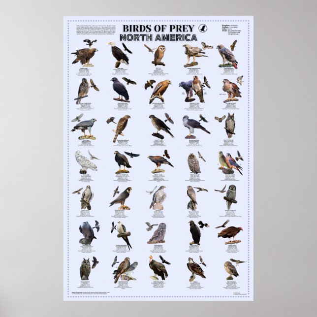 Poster Aves de presa - América do Norte (Frente)