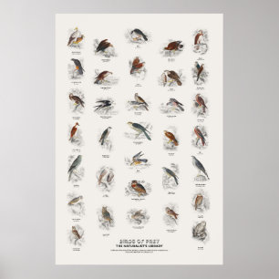 Poster Aves de Rapina - Biblioteca do Naturalista