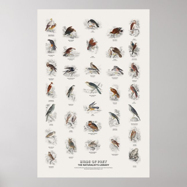 Poster Aves de Rapina - Biblioteca do Naturalista (Frente)