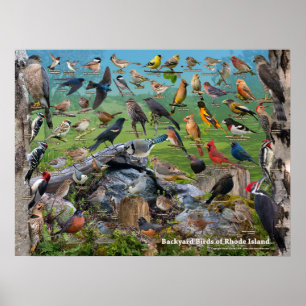 Poster Aves de Rhode Island