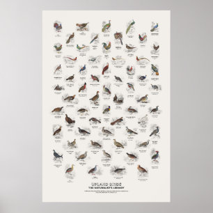Poster Aves de Terras Altas - Biblioteca do Naturalista