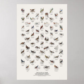 Poster Aves de Terras Altas - Biblioteca do Naturalista