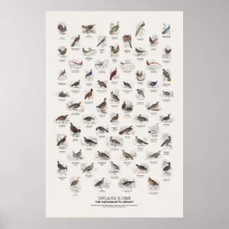 Poster Aves de Terras Altas - Biblioteca do Naturalista