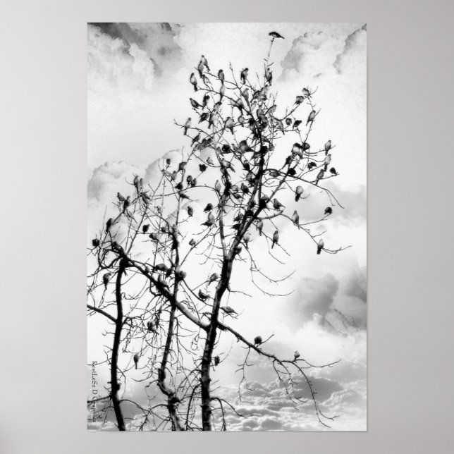 Poster Aves de uma pena (Frente)