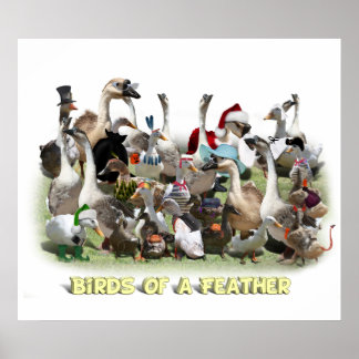 Póster Aves de uma pena
