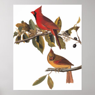 Póster Aves do Cardeal Grosbeak em Árvore de Amêndoa Se