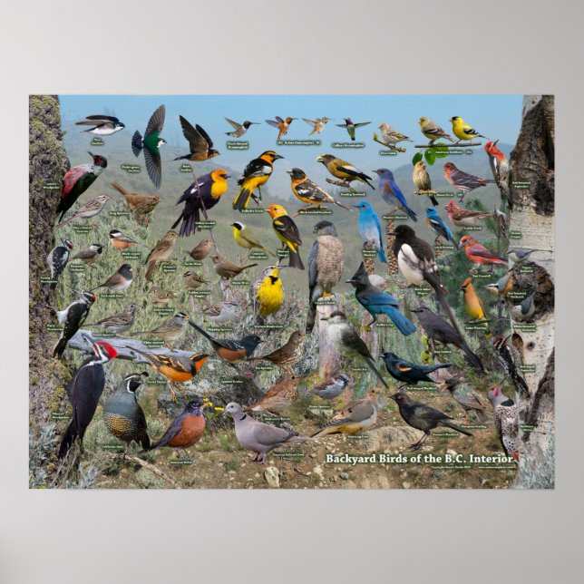 Poster Aves do Estaleiro do Interior do BC (Frente)