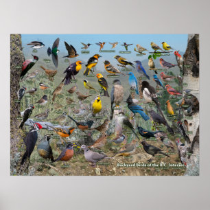 Poster Aves do Interior do BC