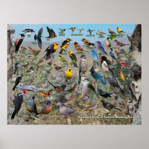 Poster Aves do Leste de Washington