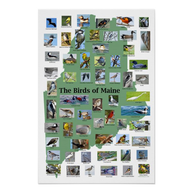 Póster Aves do Maine Poster (Frente)