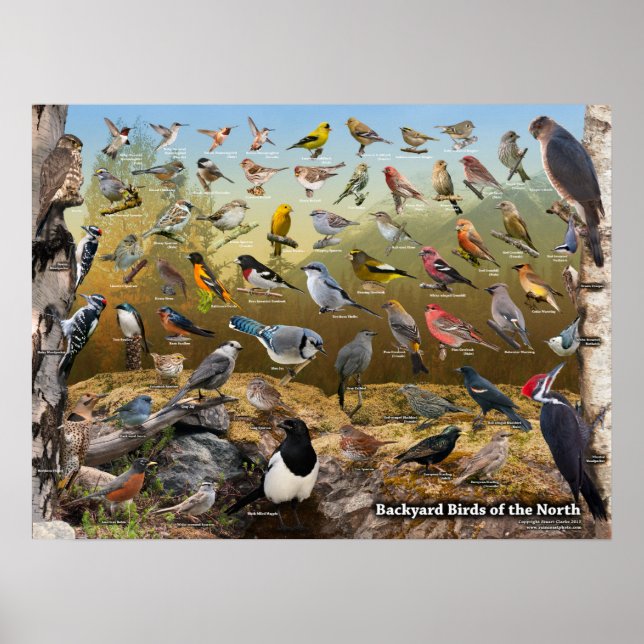 Póster Aves do Norte (Frente)