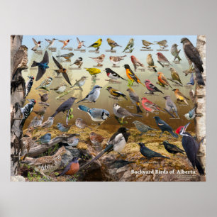 Poster Aves do quintal de Alberta
