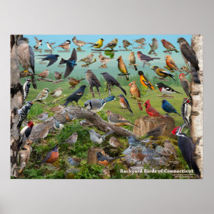 Poster Aves do quintal de Connecticut