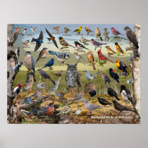 Poster Aves do quintal de Nebraska