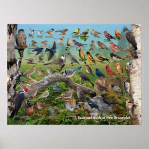 Poster Aves do quintal de New Brunswick