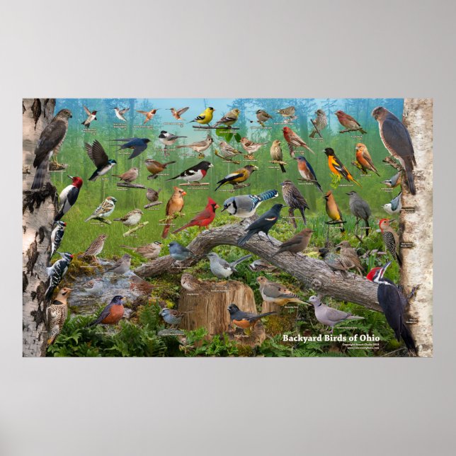 Poster Aves do quintal de Ohio Large (Frente)