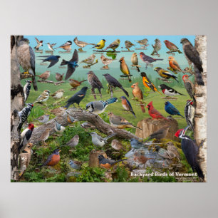 Poster Aves do quintal de Vermont