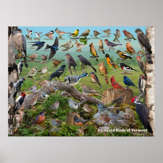 Poster Aves do quintal de Vermont (Frente)