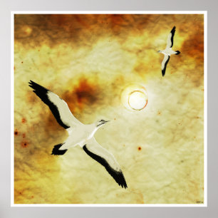 Póster Aves do Sol