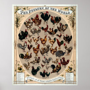 Poster Aves domésticas 1868 da antiguidade do mundo