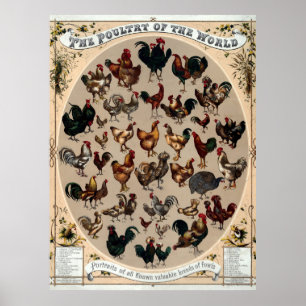 Poster Aves domésticas 1868 da antiguidade do mundo