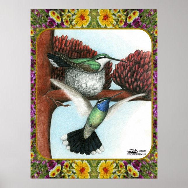 Poster Aves e Flores Hummingbird 3 (Frente)