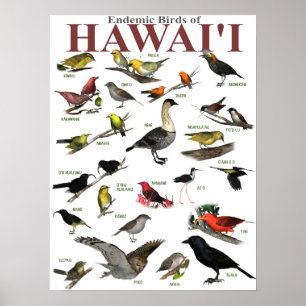 Póster Aves endêmicas do Hawai'i