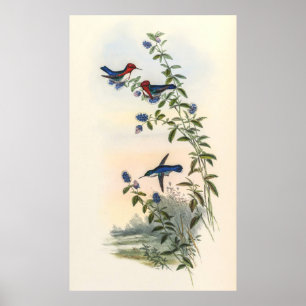 Poster Aves-humanos por John Gould