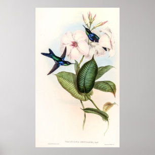 Poster Aves-humanos por John Gould
