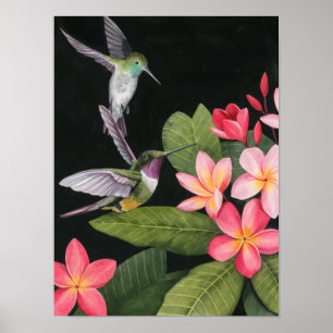 Poster Aves Hummingaves Na Plumeria