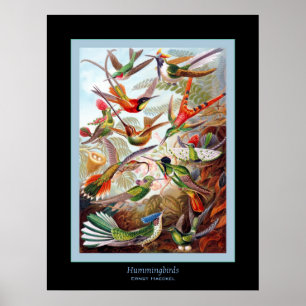 Poster Aves Hummingeridas ~ Ernst Haeckel