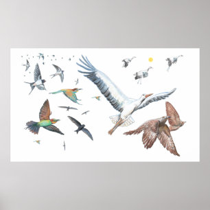 Poster Aves migratórias que rastreiam os seus voos Ilust