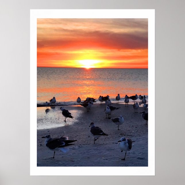 Poster Aves Na Curta (Frente)