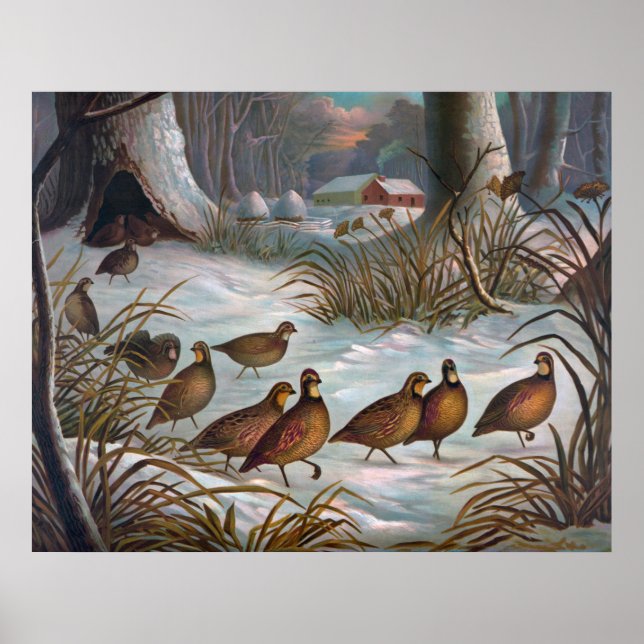 Poster Aves Na Neve (Frente)