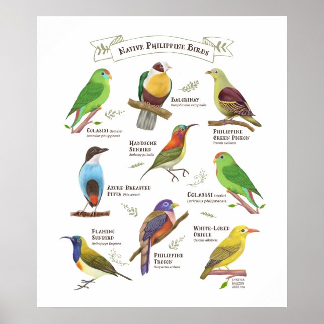 Poster Aves nativas nas Filipinas (Frente)