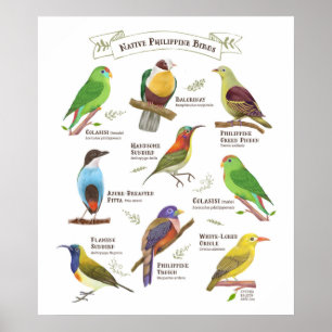 Poster Aves nativas nas Filipinas