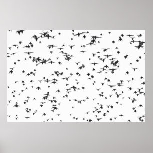 POSTER AVES NEGROS VOANDO NO CÉU