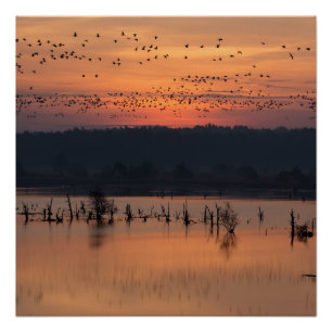 Póster Aves no nascer do sol