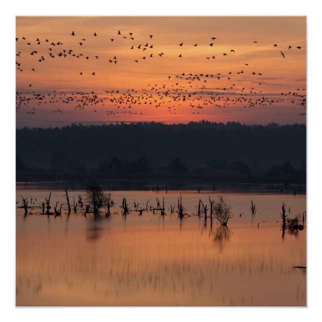Póster Aves no nascer do sol (Frente)