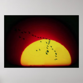 Póster Aves no pôr do sol