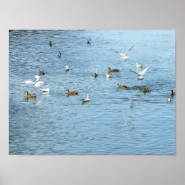 Póster Aves No Rio De Verão